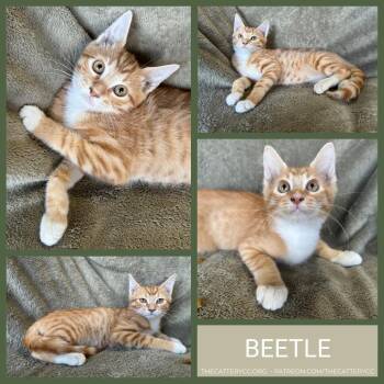 Beetle -  Domestic Short Hair Cat for Adoption in Corpus Christi, Texas - Beetle | PetCurious