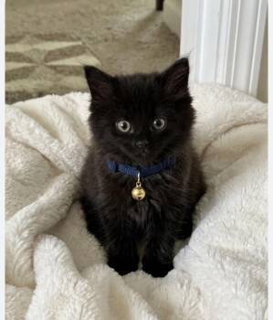 Momo -  Domestic Long Hair Cat for Adoption in Charlotte, North Carolina - Momo | PetCurious