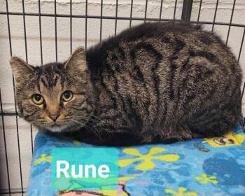 Rune -  Domestic Short Hair Cat for Adoption in Richmond, Indiana - Rune | PetCurious