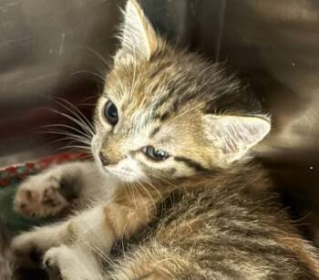 Tabasco -  Domestic Short Hair Cat for Adoption in Lockhart, Texas - Tabasco | PetCurious