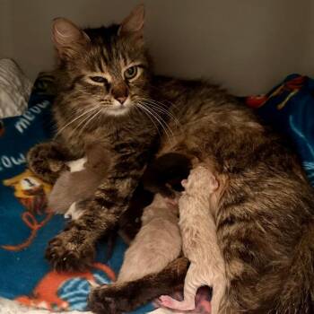 Godiva/Mom -  Domestic Medium Hair Cat for Adoption in St. Peters, Missouri - Godiva/Mom | PetCurious
