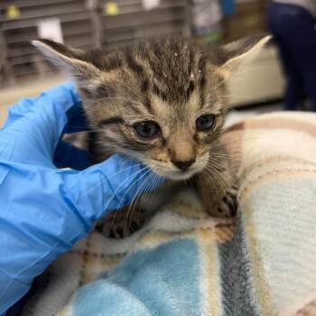 Lolly 26-05-148 -  Domestic Short Hair Cat for Adoption in Bastrop, Texas - Lolly 26-05-148 | PetCurious