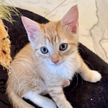Remy -  Domestic Short Hair Cat for Adoption in Sarasota, Florida - Remy | PetCurious