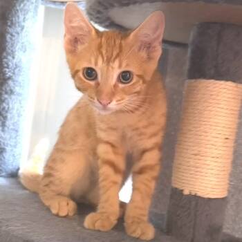 Rescue Domestic Short Hair Cats for Adoption in Huntsville, Alabama - Cheeto | PetCurious