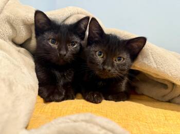 Moonshine & Whiskey -  Domestic Short Hair Cat for Adoption in Saint Clair, Michigan - Moonshine & Whiskey | PetCurious
