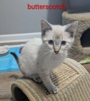 Butterscotch -  Siamese Cat for Adoption in Urbandale, Iowa - Butterscotch | PetCurious