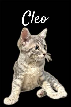 Cleo -  Domestic Short Hair Cat for Adoption in Auburn, California - Cleo | PetCurious