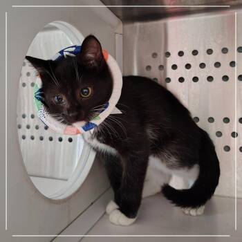 Snowfall -  Domestic Short Hair Cat for Adoption in Dearborn, Michigan - Snowfall | PetCurious