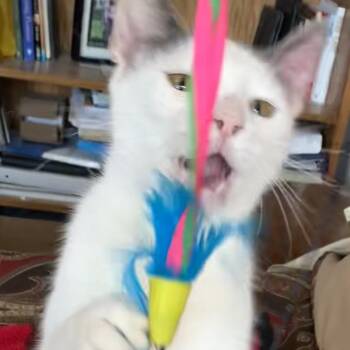 London -  Domestic Short Hair Cat for Adoption in Liverpool, Texas - London | PetCurious