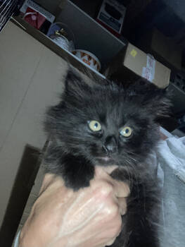 Rescue Domestic Short Hair Cats for Adoption in St. Cloud, Minnesota - Flynn | PetCurious