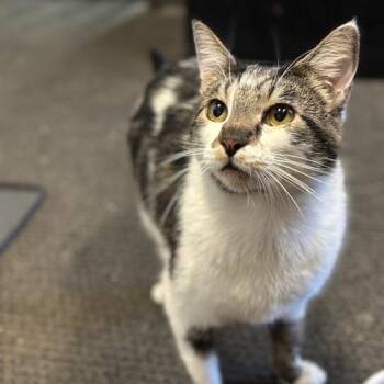 Rescue Domestic Short Hair Cats for Adoption in Los Angeles, California - Dietrich | PetCurious