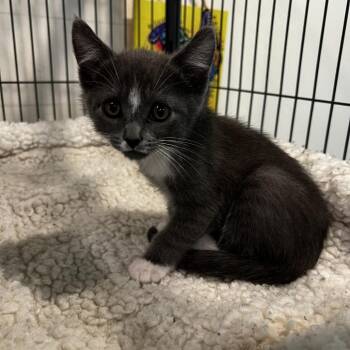 Matilda -  Domestic Short Hair Cat for Adoption in Port Townsend, Washington - Matilda | PetCurious