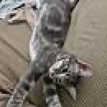 Rescue American Shorthair Cats for Adoption in Niederwald, Texas - Greymalkin | PetCurious