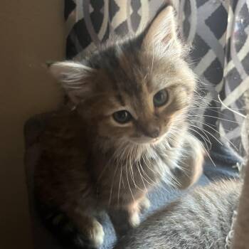 Jimbo -  Domestic Long Hair Cat for Adoption in La Grange, Kentucky - Jimbo | PetCurious