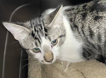 Rescue Domestic Short Hair Cats for Adoption in Morristown, Tennessee - Hawk | PetCurious