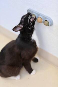 Domestic Short Hair Cats Available for Adoption in Webster, Wisconsin - Pablo | PetCurious