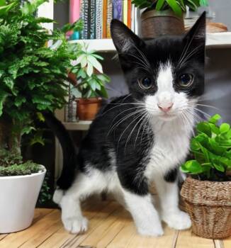 Rescue Domestic Short Hair Cats for Adoption in Jim Thorpe, Pennsylvania - Tarzan | PetCurious