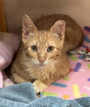 Houstina -  Domestic Short Hair Cat for Adoption in Bellevue, Washington - Houstina | PetCurious