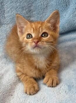 Odysseus -  Domestic Short Hair Cat for Adoption in Little Rock, Arkansas - Odysseus | PetCurious