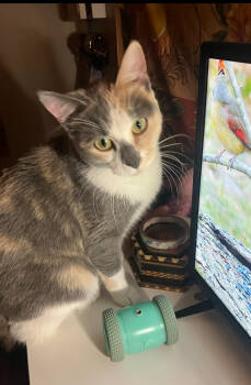 Rescue Domestic Short Hair Cats for Adoption in Homer Glen, Illinois - Caroline | PetCurious