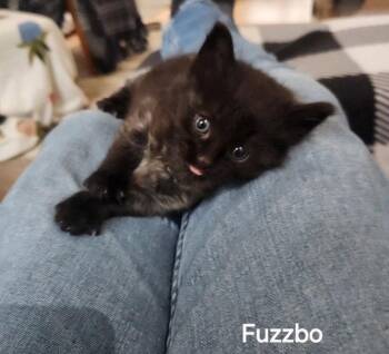 Domestic Short Hair Cats Available for Adoption in Williamsburg, Iowa - FuzzBo (Avaliable Est. 6/5/26) | PetCurious