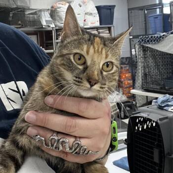 LMAO-C -  Domestic Short Hair Cat for Adoption in East St. Louis, Illinois - LMAO-C | PetCurious