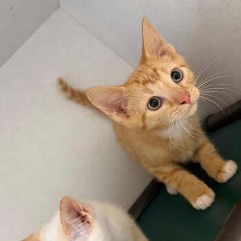 Domestic Short Hair Cats Available for Adoption - Apollo 031704A | PetCurious