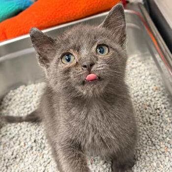 JJ -  Domestic Short Hair Cat for Adoption in Blairsville, Georgia - JJ | PetCurious