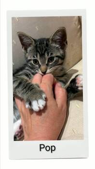 Pop -  Domestic Short Hair Cat for Adoption in Caistor Centre, Ontario - Pop | PetCurious