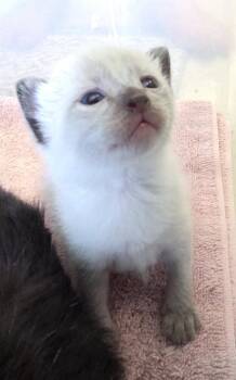 Siamese Cats Available for Adoption in Magnolia Springs, Alabama - Mikie | PetCurious