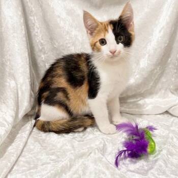 Chai -  Domestic Short Hair Cat for Adoption in Miami, Florida - Chai | PetCurious