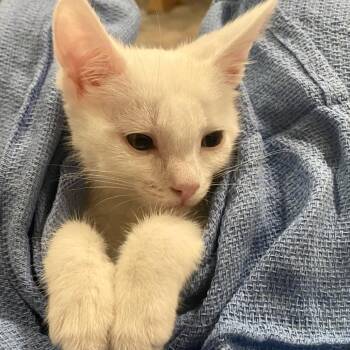 Lychee -  Domestic Short Hair Cat for Adoption in Riverside, California - Lychee | PetCurious