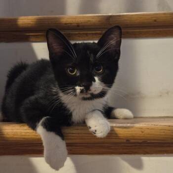 Sharky -  Domestic Short Hair Cat for Adoption - Sharky | PetCurious