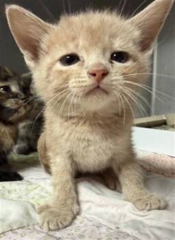 Domestic Short Hair Cats Available for Adoption - A183809 | PetCurious