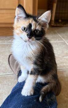 Domestic Short Hair Cats Available for Adoption in Bardstown, Kentucky - Poppy | PetCurious