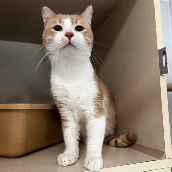 Rescue Domestic Short Hair Cats for Adoption in Conway, New Hampshire - Gizmo | PetCurious