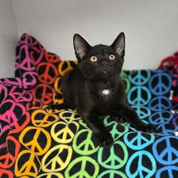 Bob Seger -  Domestic Short Hair Cat for Adoption in Duncan, Oklahoma - Bob Seger | PetCurious