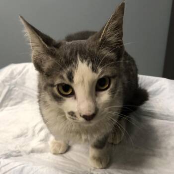 Winnie -  Domestic Short Hair Cat for Adoption in Oak Park, Illinois - Winnie | PetCurious