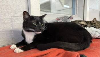 Rescue Domestic Short Hair Cats for Adoption in Huntington, New York - Cashew | PetCurious