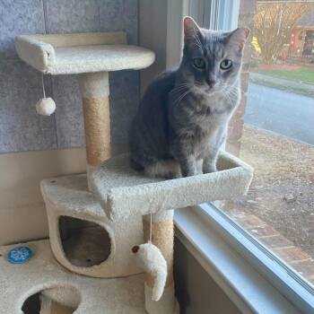 Domestic Short Hair Cats Available for Adoption - Stormy | PetCurious