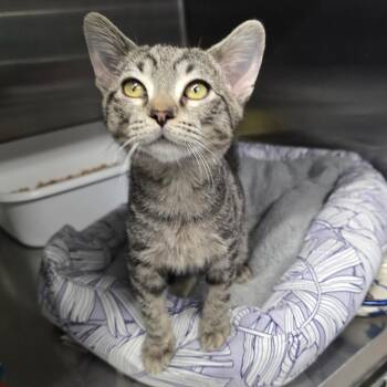 Nate -  Domestic Short Hair Cat for Adoption in Spokane, Washington - Nate | PetCurious