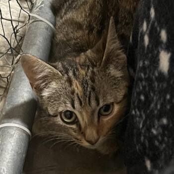 Jolene -  Domestic Short Hair Cat for Adoption - Jolene | PetCurious