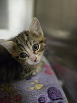 Leela -  Domestic Short Hair Cat for Adoption in Kennewick, Washington - Leela | PetCurious