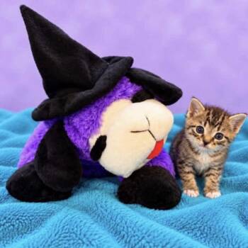 Tabitha -  Tabby Cat for Adoption in Blanch, North Carolina - Tabitha | PetCurious