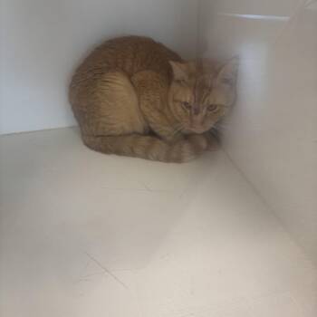 Jed (C42) -  Domestic Short Hair Cat for Adoption in Portland, Texas - Jed (C42) | PetCurious