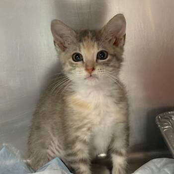 Neapolitan -  Domestic Short Hair Cat for Adoption in West Palm Beach, Florida - Neapolitan | PetCurious