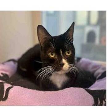 Domestic Short Hair Cats Available for Adoption in Ramona, California - Tweety | PetCurious