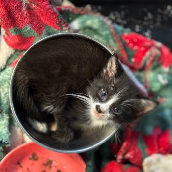 Rescue Domestic Short Hair Cats for Adoption in Laurel, Mississippi - Mary Anne | PetCurious
