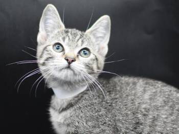 Jade -  Domestic Short Hair Cat for Adoption in Portland, Oregon - Jade | PetCurious