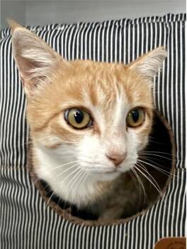 Sunshine -  Domestic Short Hair Cat for Adoption in Oakland, California - Sunshine | PetCurious